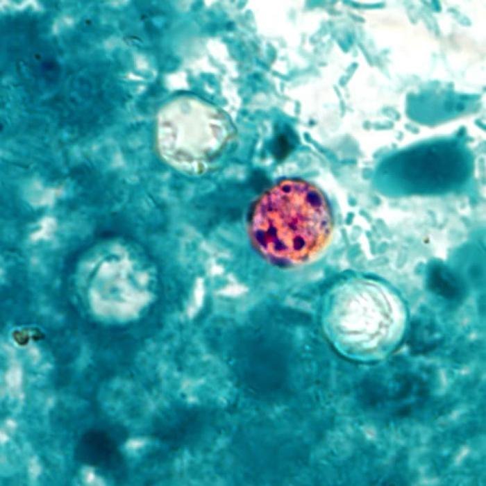 Travellers Face Health Risk from Parasitic Infection
