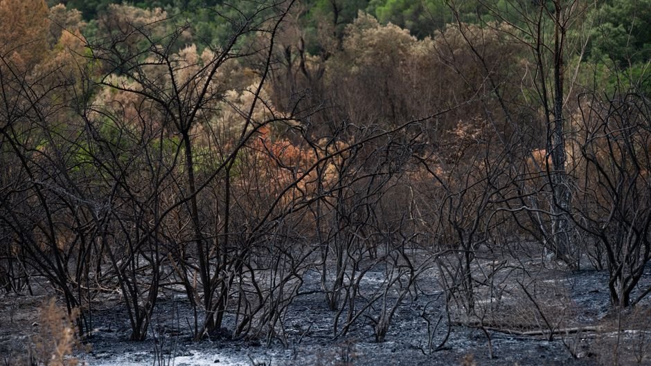Catastrophic Wildfires Devastate Northern Algeria