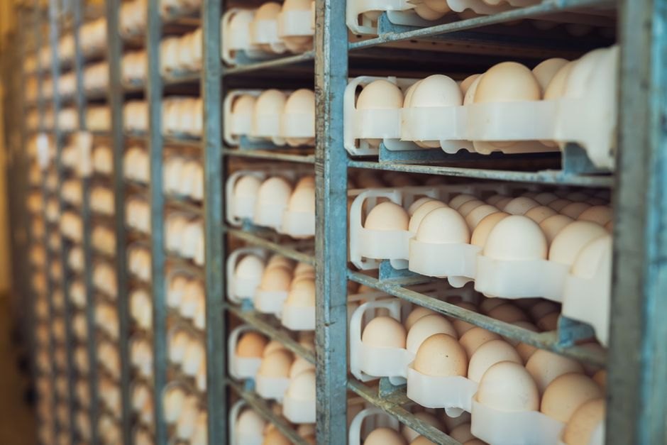 Nearly 500 People Get Sick from Imported Eggs in UK